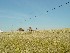 Fresh-cut Field