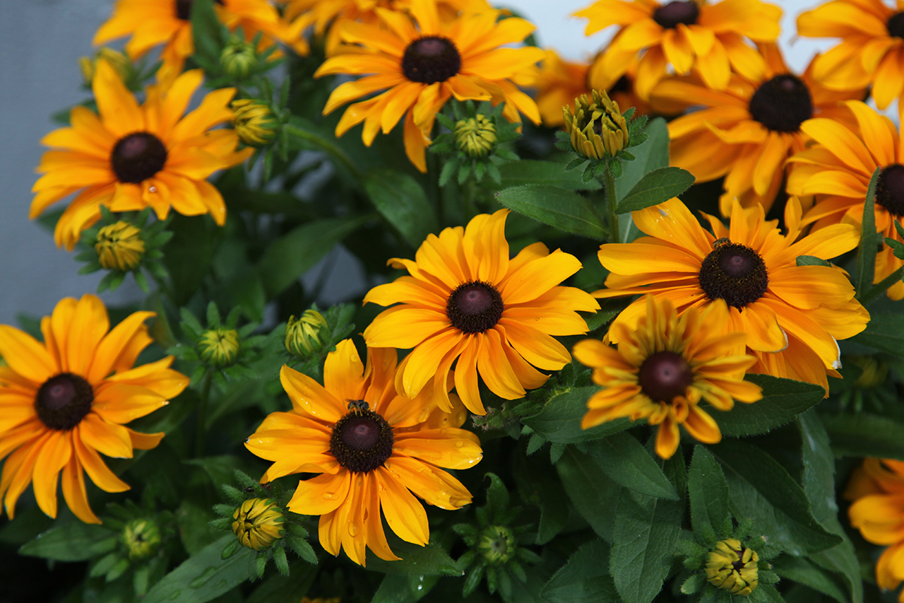 Brown-Eyed Susans in Thomas, WV