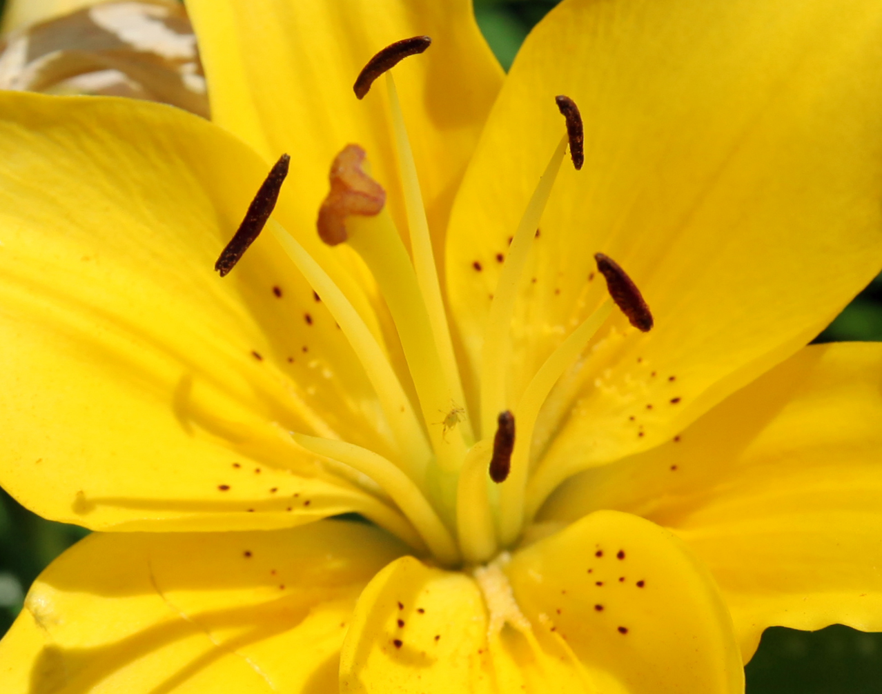 Detail; Flowers, Thomas, WV