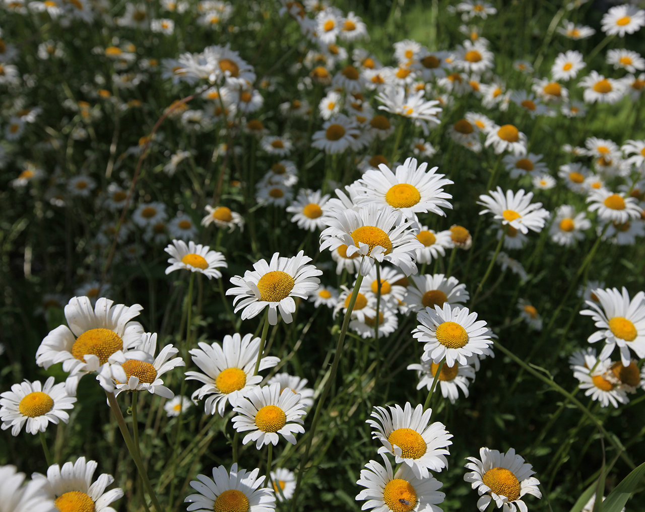 Daisys near the MountainMade Artisan Gallery, Thomas, WV
