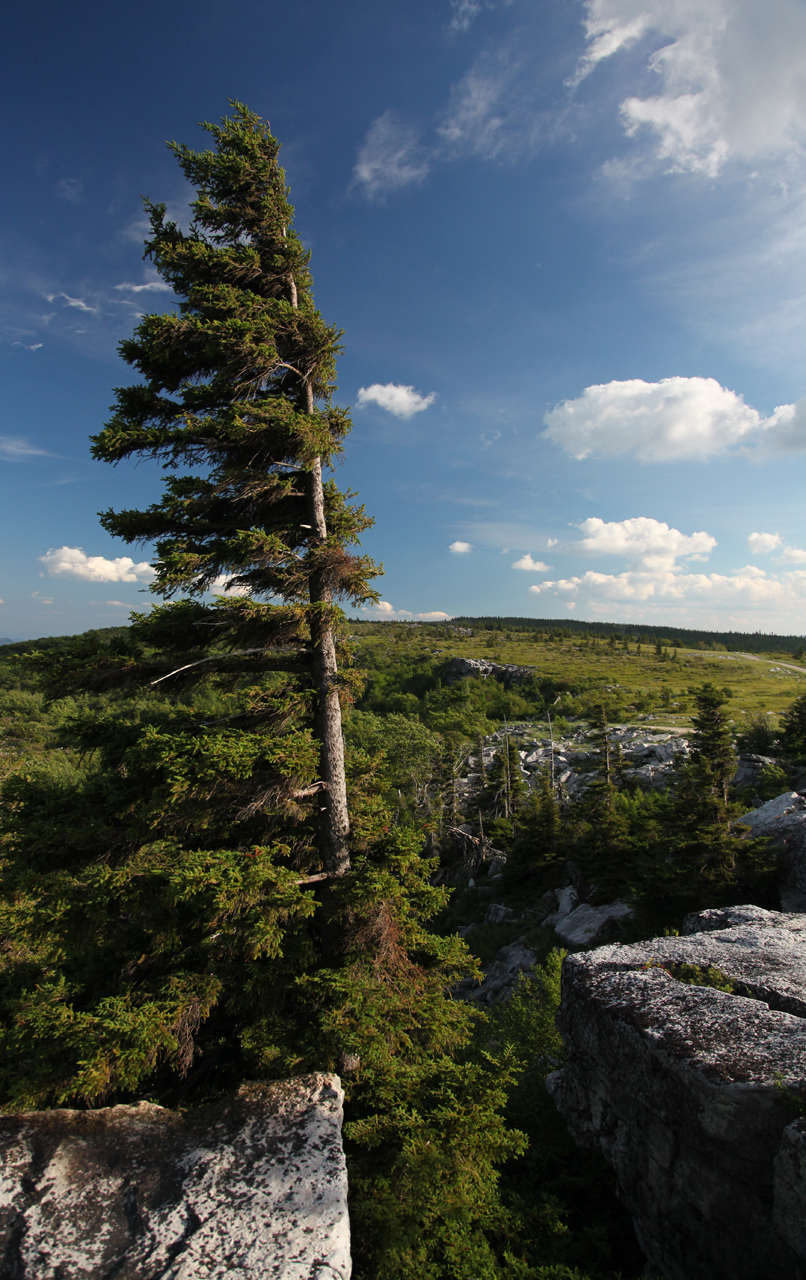 Dolly Sods