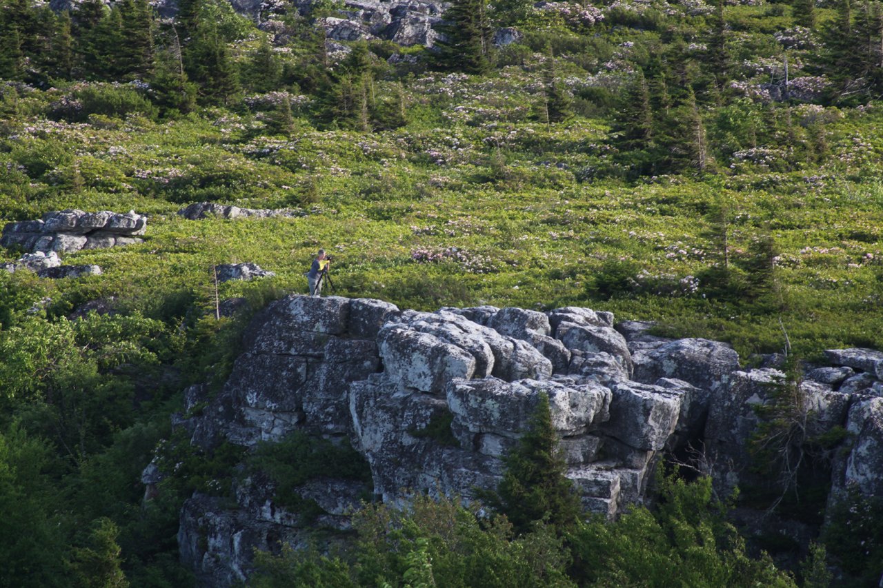 Dolly Sods