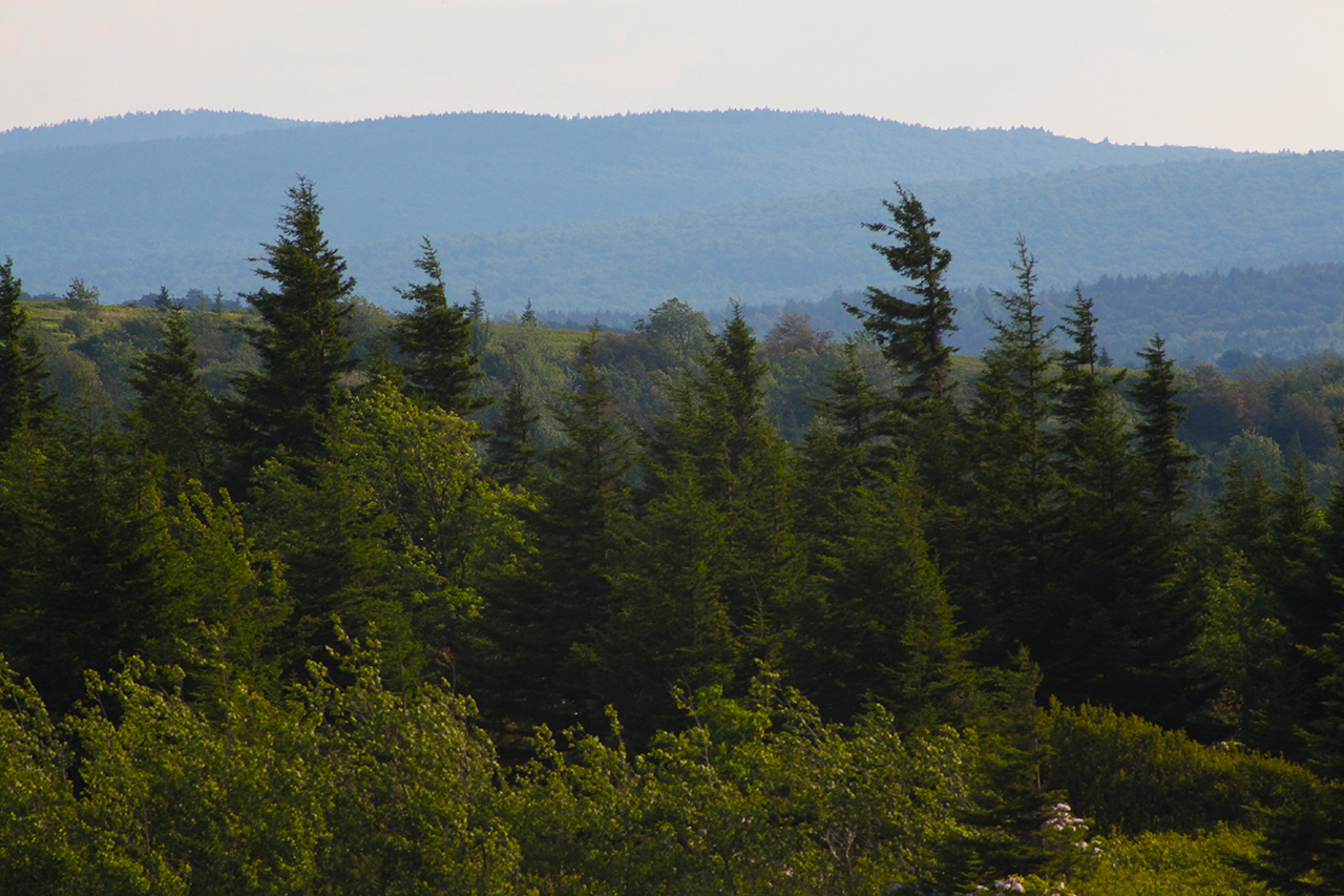 Dolly Sods