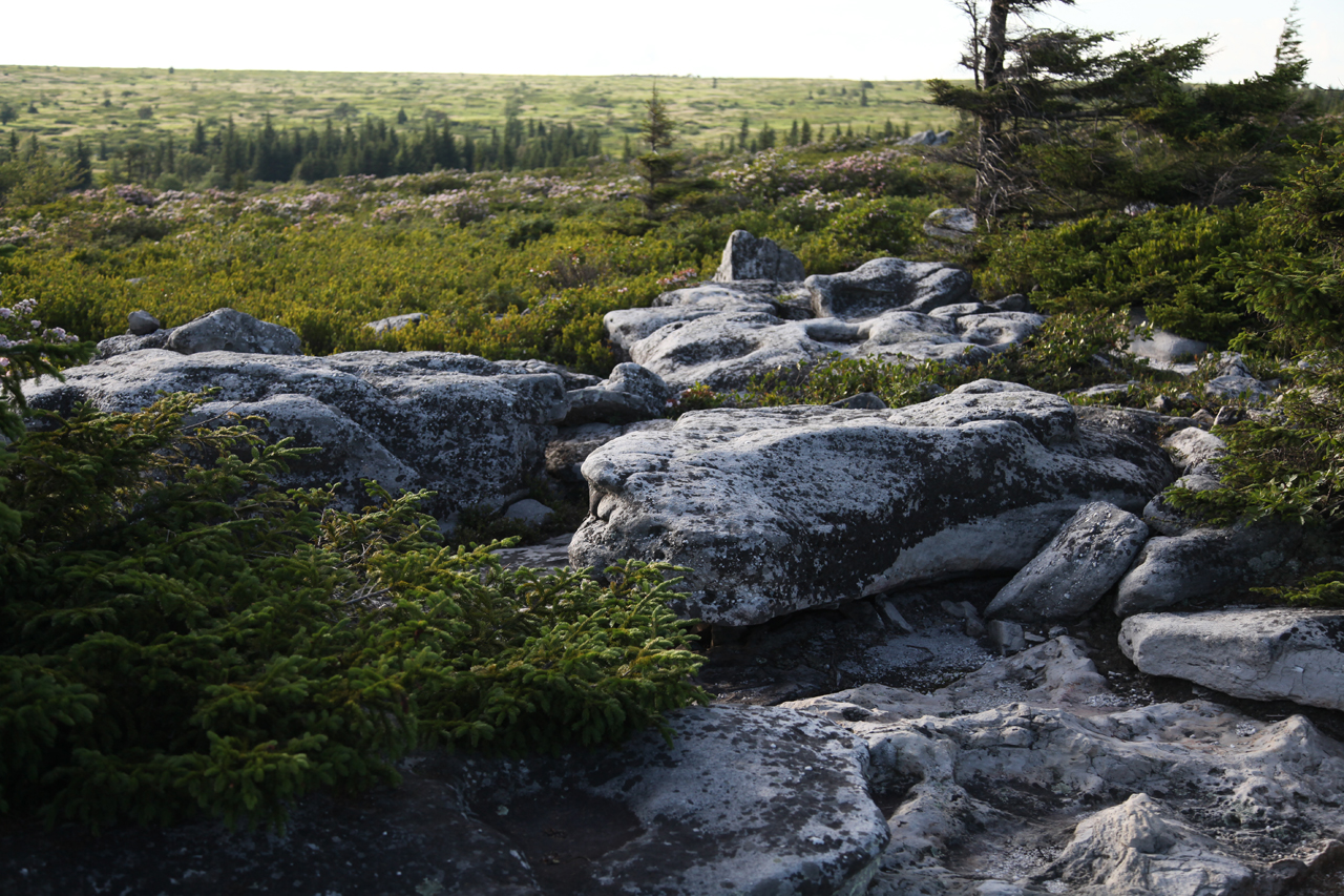 Dolly Sods