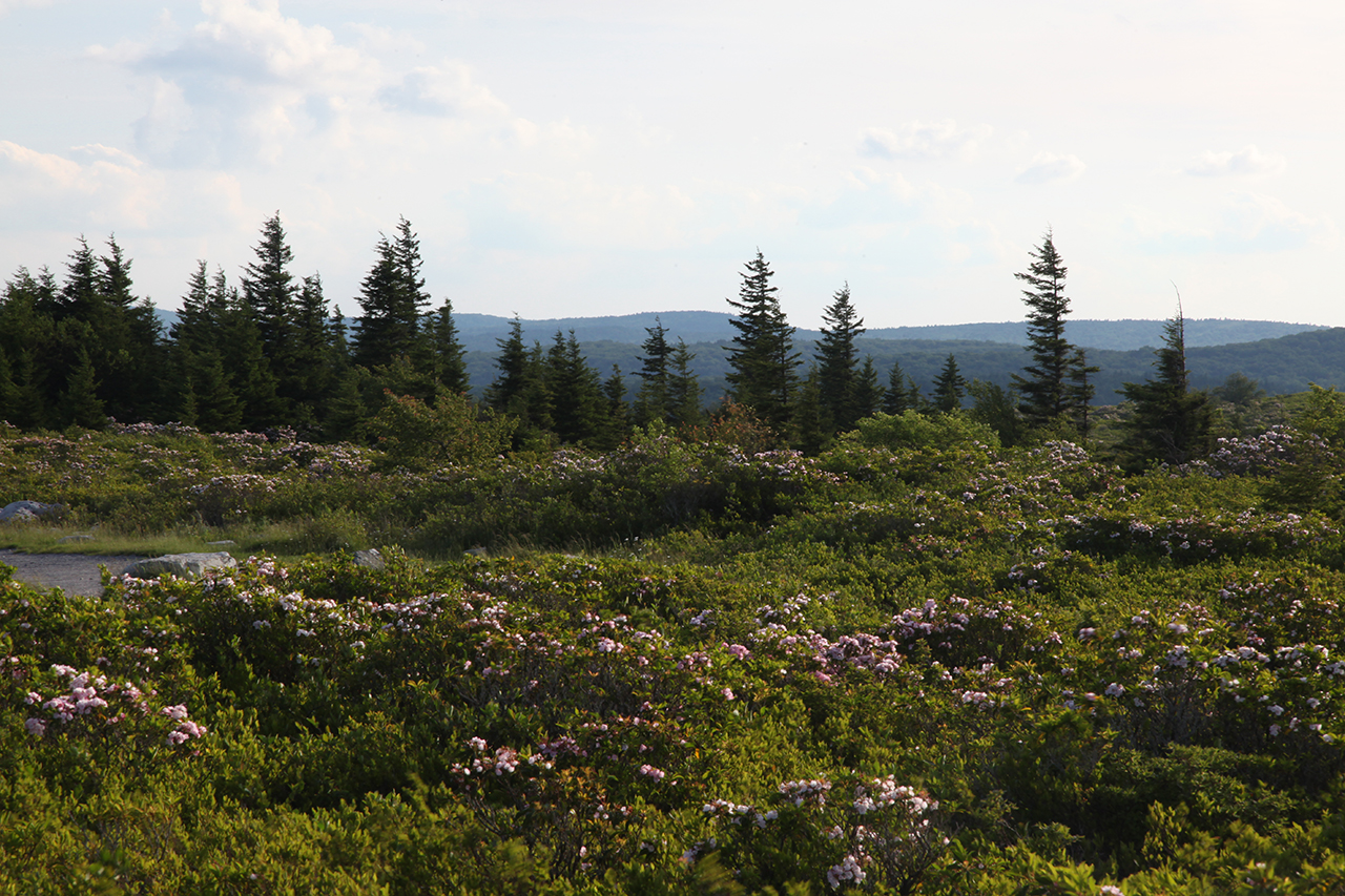 Dolly Sods