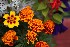 Assorted Flowers in Thomas, WV