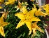 Flowers, Thomas, WV
