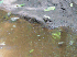 Frogs