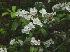 Mountain Laurel