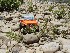 Jon Paul Rock Crawling