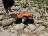 Jon Paul Rock Crawling