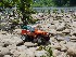 Rock Crawling