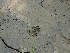 Raccoon?