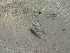 Deer Tracks