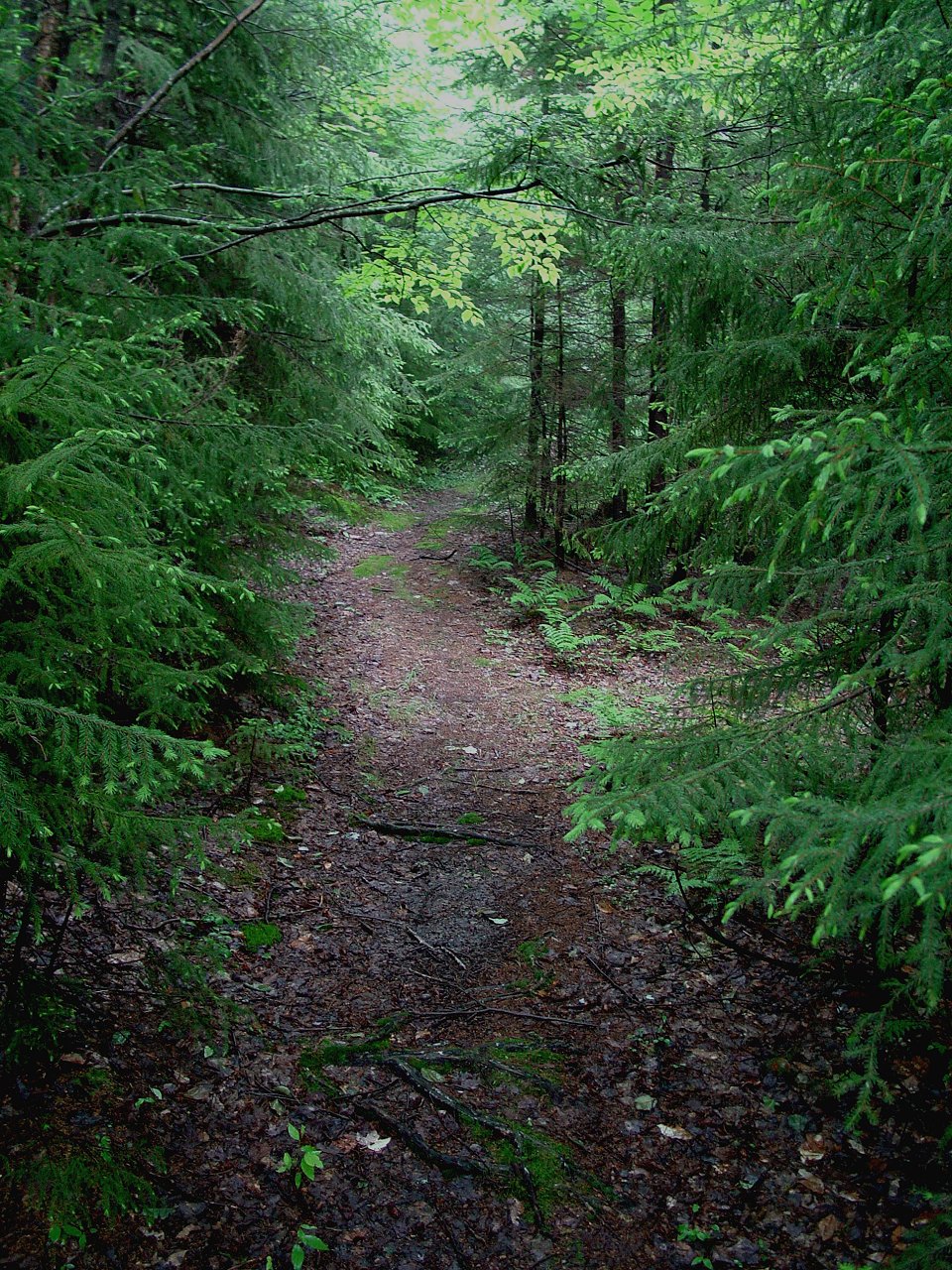 Frosty Gap Trail and Public Road 232