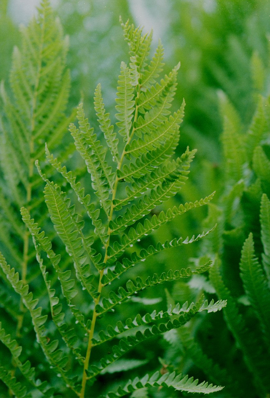 Ferns