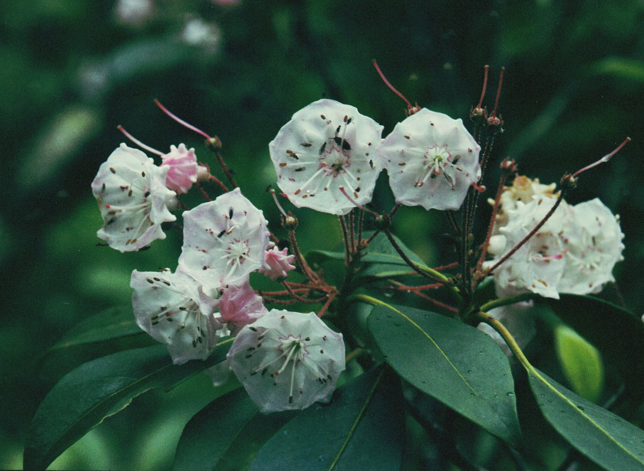 Mt. Laurel