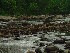 Cherry River