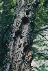 Dead Tree