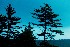 Pines at the Glades