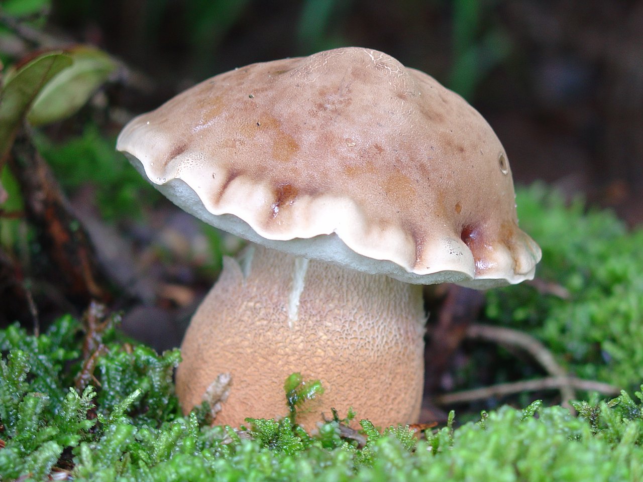 Mushroom