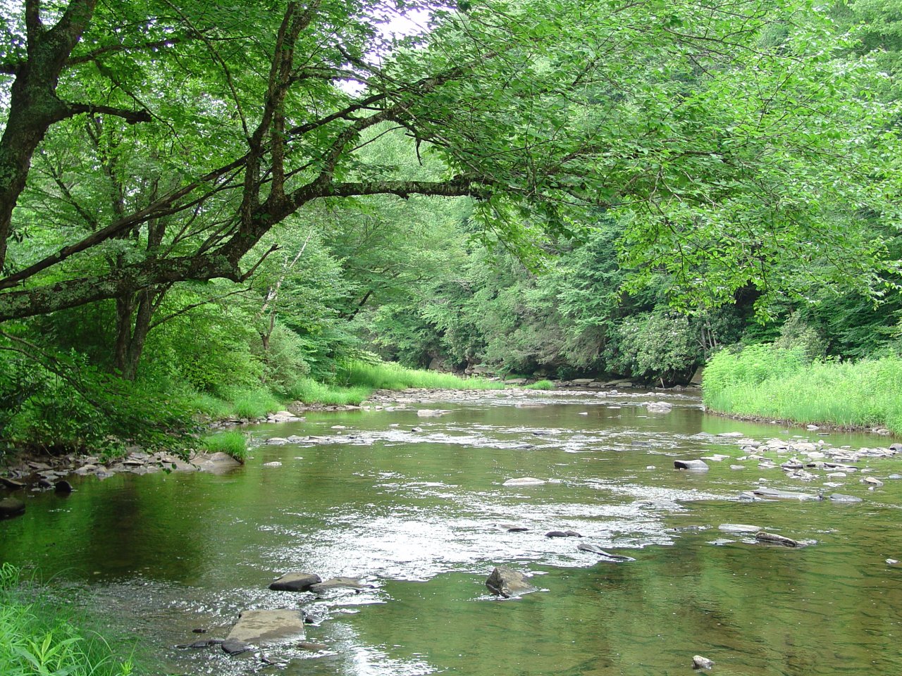 West Fork of the Greenbrier River
