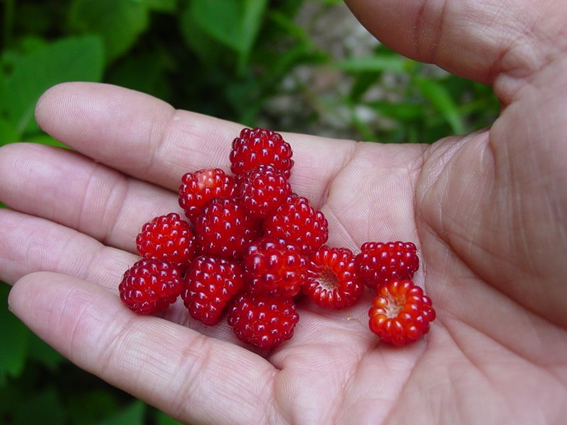 Raspberries at Tunney Hunsaker Bridge