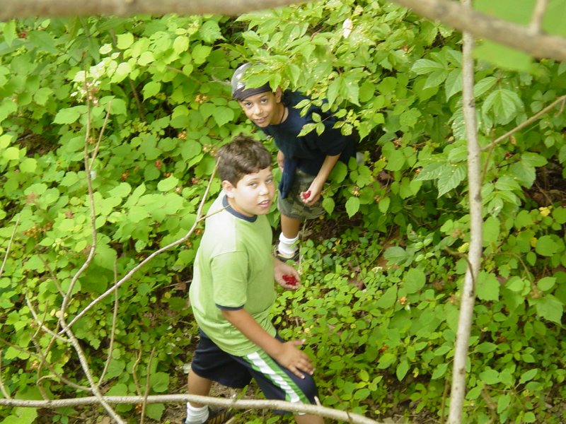 Ted and Tom picking Raspberries at Tunney Hunsaker Bridge