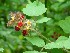 Raspberries at Tunney Hunsaker Bridge