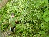 Ted and Tom picking Raspberries at Tunney Hunsaker Bridge