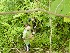 Ted and Tom picking Raspberries at Tunney Hunsaker Bridge