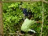 Ted and Tom picking Raspberries at Tunney Hunsaker Bridge