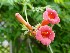 Flowers at Beckley Youth Museum of Southern West Virginia