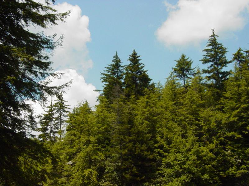 Trees above Blackwater Falls - Click to Enlarge