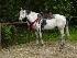 Another Horse