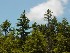 Trees above Blackwater Falls