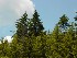 Trees above Blackwater Falls
