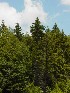 Trees above Blackwater Falls