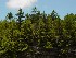 Trees above Blackwater Falls