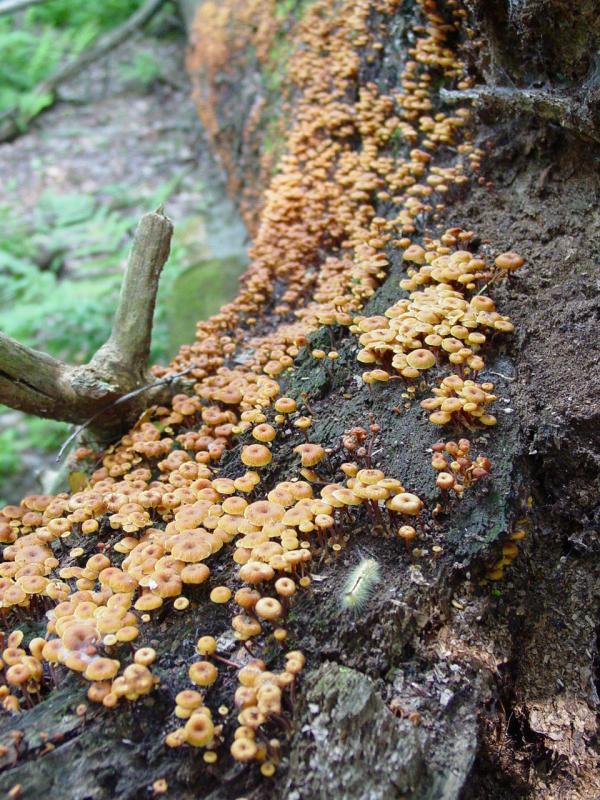 Itty-Bitty 'Shrooms