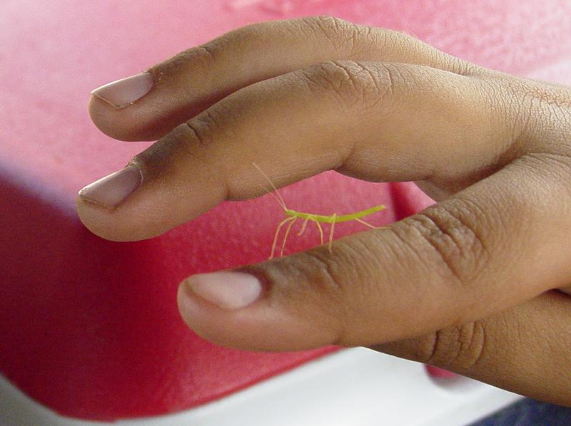 Baby Stick Bug