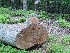 Recent Tree Work