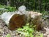 Recent Tree Work