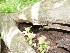 Hollow Tree