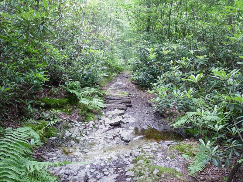 Trail - Click to Enlarge