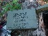Container of GCZ5RP Pedlar's Glory by wvcoalcat