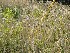 Nice Grass