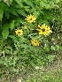Black-eyed Susans