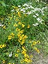 Black-eyed Susans