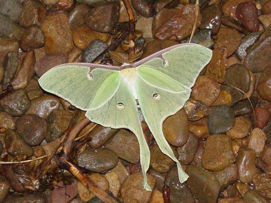 Moth